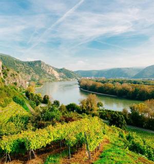 pohled na řeku z kopce s vinicemi