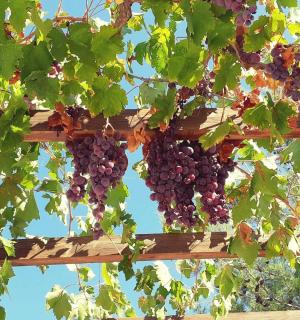 一串葡萄挂在木架上