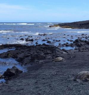 a group of seals laying on the rocks on the beach