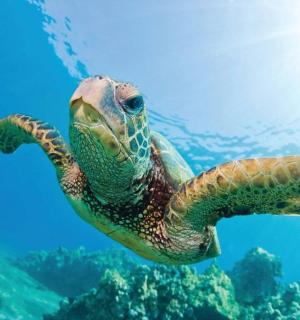 一只绿海龟在海里游泳