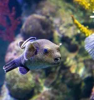 水族馆里有一条紫色的鱼和其他生物