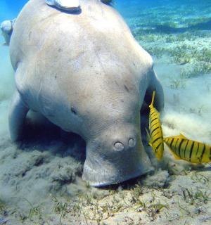 a large elephant in the water with a fish