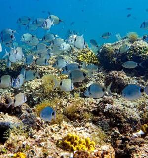 skupina ryb na korálovém útesu