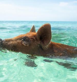 a dog swimming in the water in the ocean