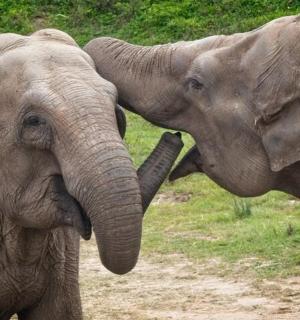 两只大象用鼻子互相玩耍