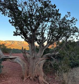 strom uprostřed pouště