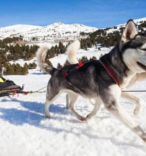 一只狗在雪地里拉着载着人的雪橇