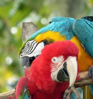 Barevný papoušek sedí na větvi