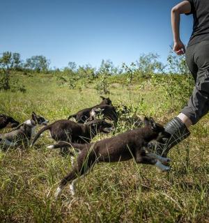 一名男子和一群狗站在田野里