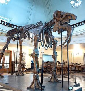 et skelet af en dinosaur udstillet på et museum