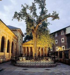 strom před budovou s plotem