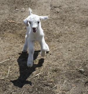 一只在泥土中奔跑的小白羊羔
