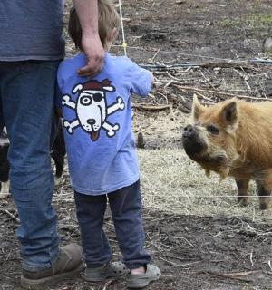 a young child is standing next to a pig
