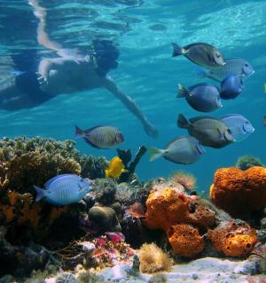 一名男子在有鱼的珊瑚礁上游泳