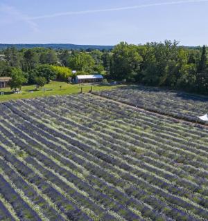 an overhead view of a large onion field