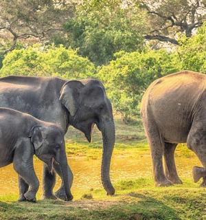 一群三头大象站在田野里