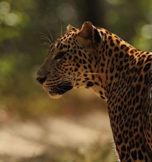 a close up of a cheetah standing