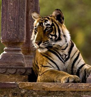 a tiger laying on top of a stone wall