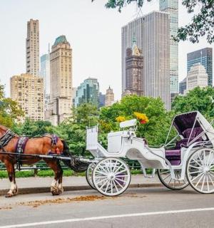 a horse pulling a carriage on a city street
