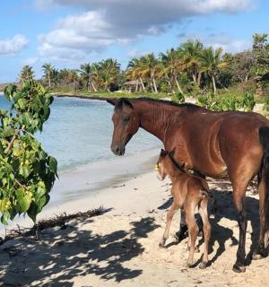 Un caballo y un caballo bebé caminando por la playa