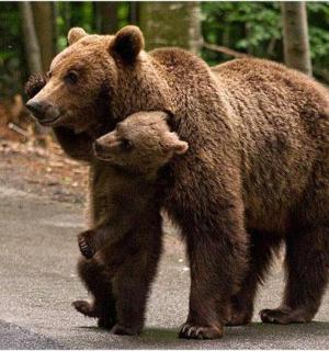a bear and a cub walking down a road