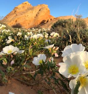 a field of white flowers in the desert