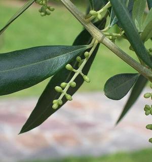 svazek zelených listů na stromě