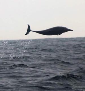 一只海豚跃出海面