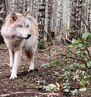 a wolf walking in the woods