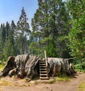 a wooden staircase in front of a tree stump