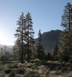 a group of trees in a field with the sun