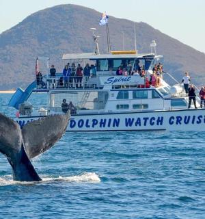 un dofí a l'aigua davant d'un vaixell