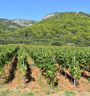 ein Weinberg mit Bergen im Hintergrund