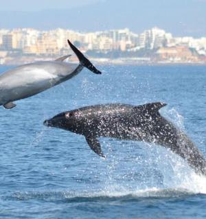两只海豚跃出水面