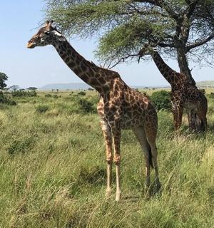 一群长颈鹿站在田野里