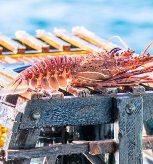 一只虾坐在架子上