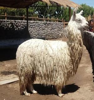 一只裹着干草的羊站在墙边