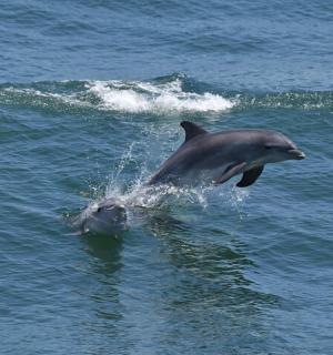 delfín vyskakující z vody