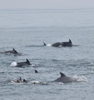 skupina delfínů plavajících ve vodě