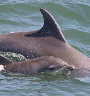 a dolphin swimming in the water