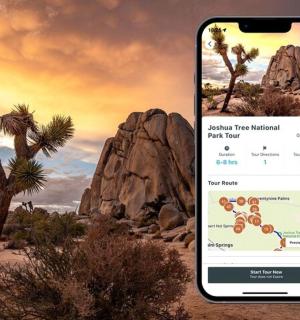 一张手机截图，显示沙漠中有一棵树