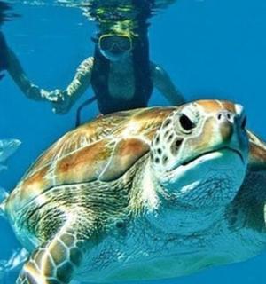 egy zöld tengeri teknős két emberrel a víz alatt