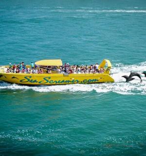 一艘黄色的船，水中有两只海豚