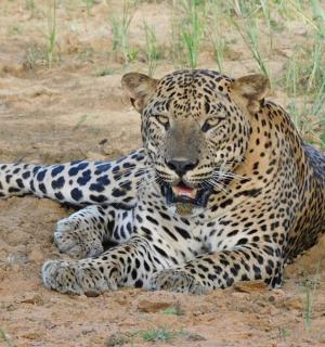 一只美洲虎躺在泥土中