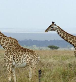 two giraffes standing next to each other in a field