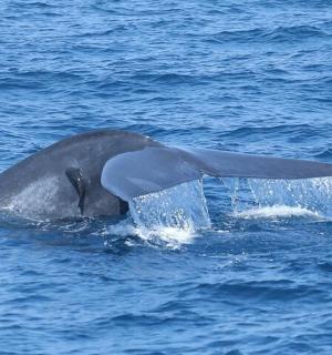 水中张着嘴的海豚