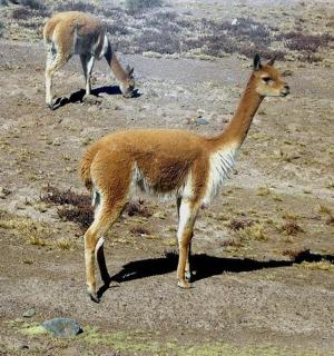 两只骆驼站在泥地上