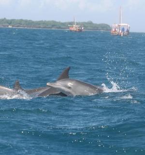 几只海豚在水中游泳