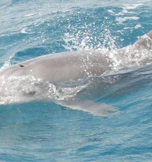 一只海豚正在水中游泳