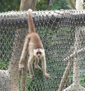 a monkey is walking on a net